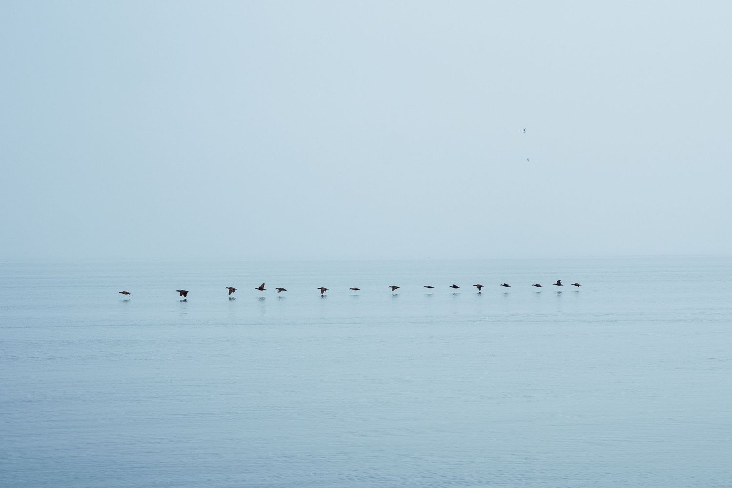 A serene flock of birds standing in calm blue ocean water under a misty sky.