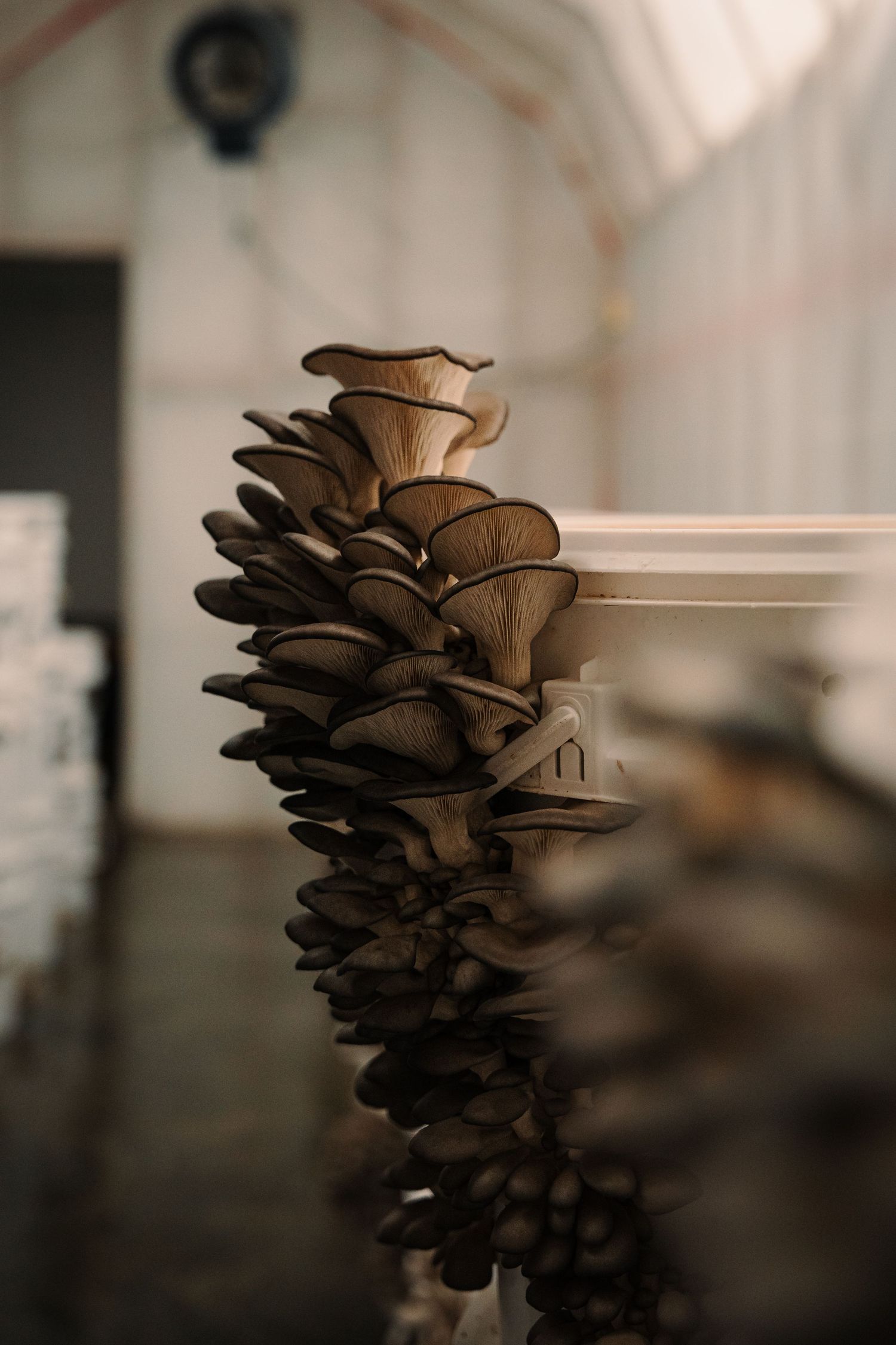 Close-up of dark oyster mushrooms growing along a white shelf in a greenhouse farm.