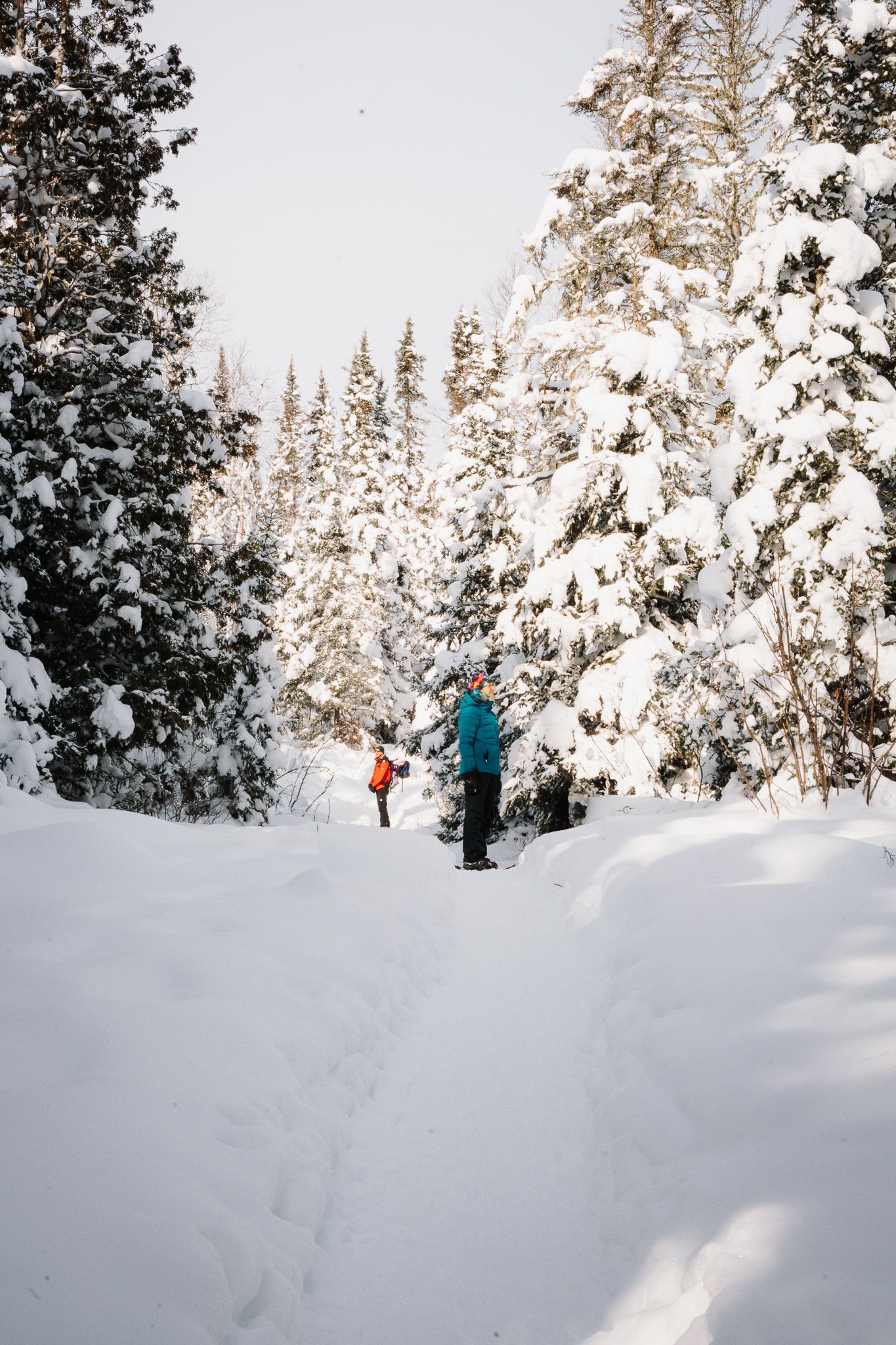 Two people snowshoeing through a snow-covered pine forest on a bright winter day.