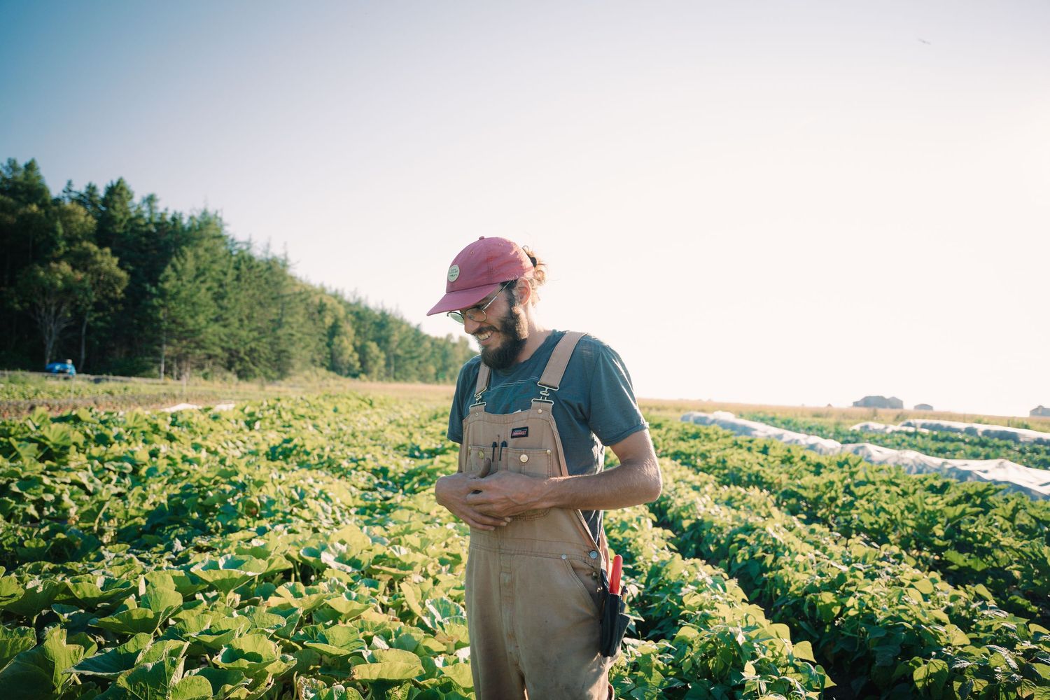 Bearded farmer in overalls and red cap inspecting crops in a lush green field on a sunny day.