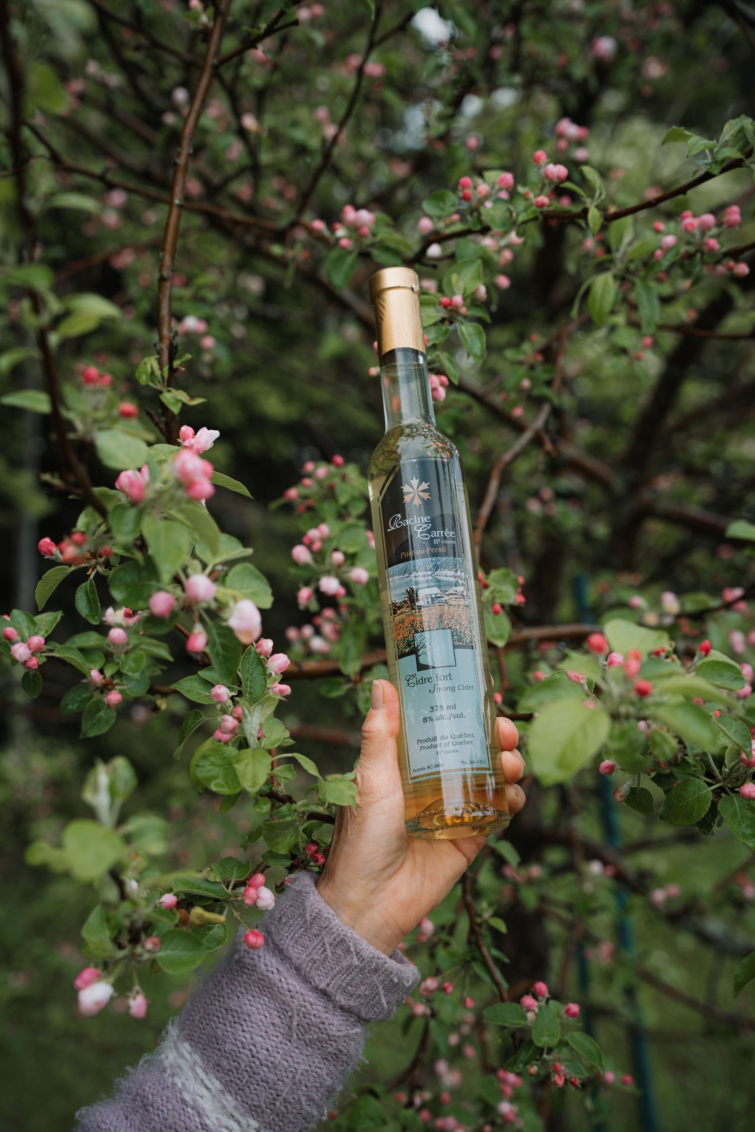 Hand holding a slim bottle of golden ice wine in front of a blooming pink apple tree in spring.