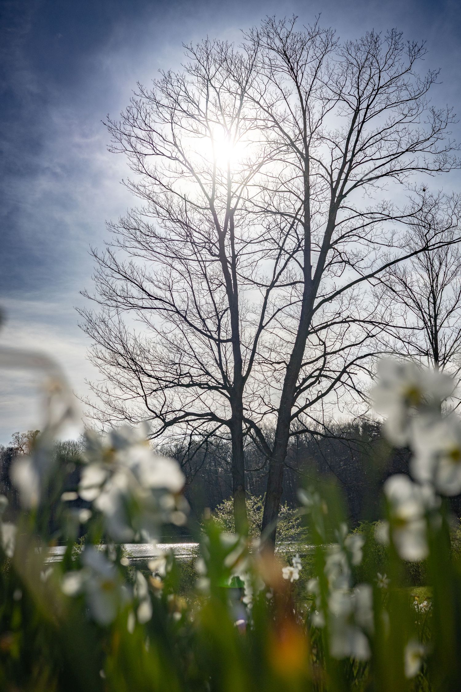 Silhouettes of bare winter trees against a blue sky with daffodils blooming in the foreground.