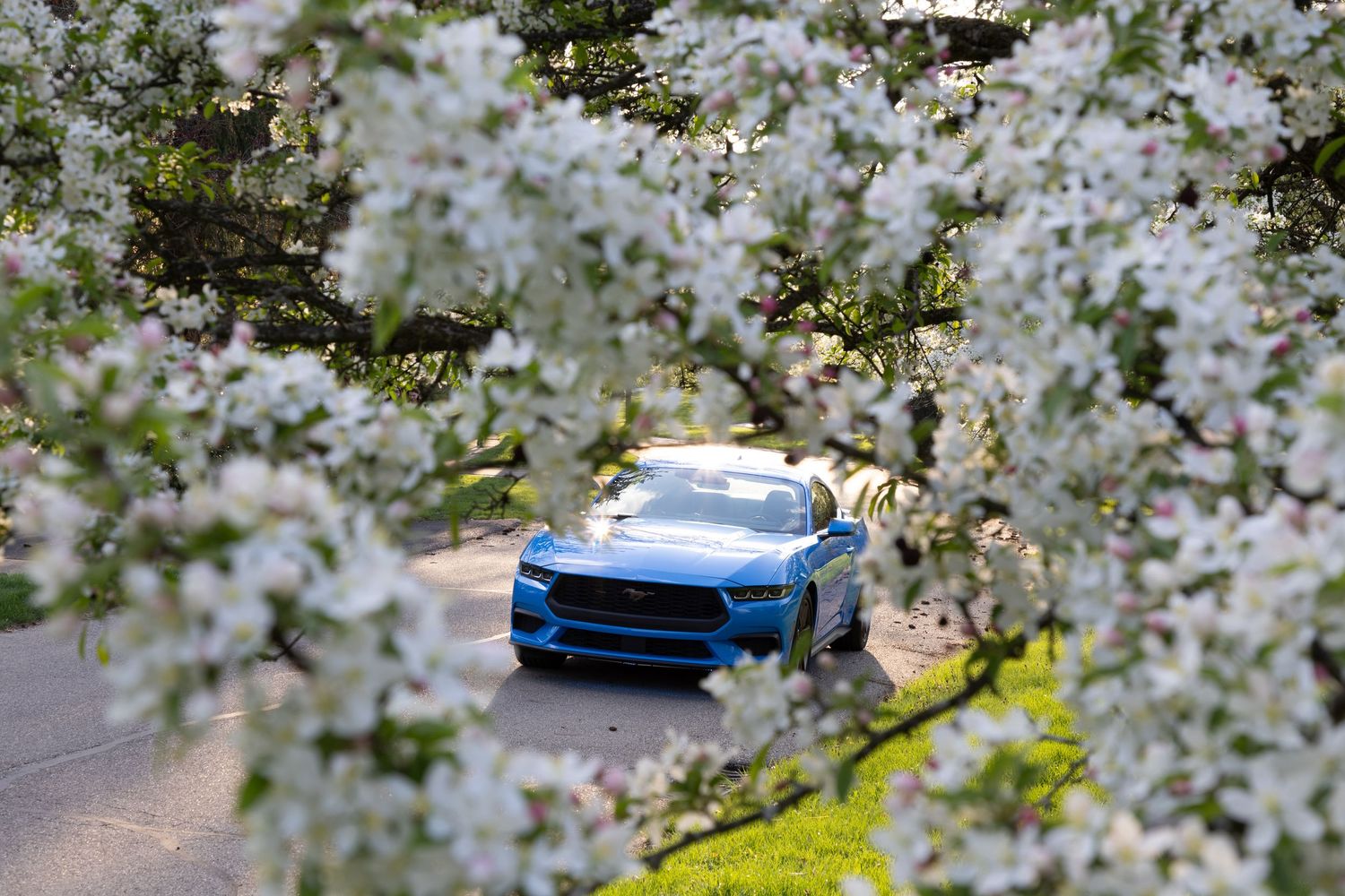 Blue luxury vehicle framed by blooming cherry blossoms in spring.