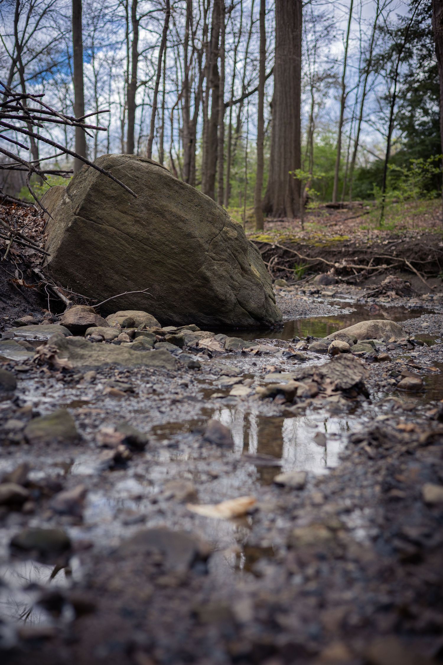 Muddy forest trail with rocks and puddles reflecting the bare trees above.