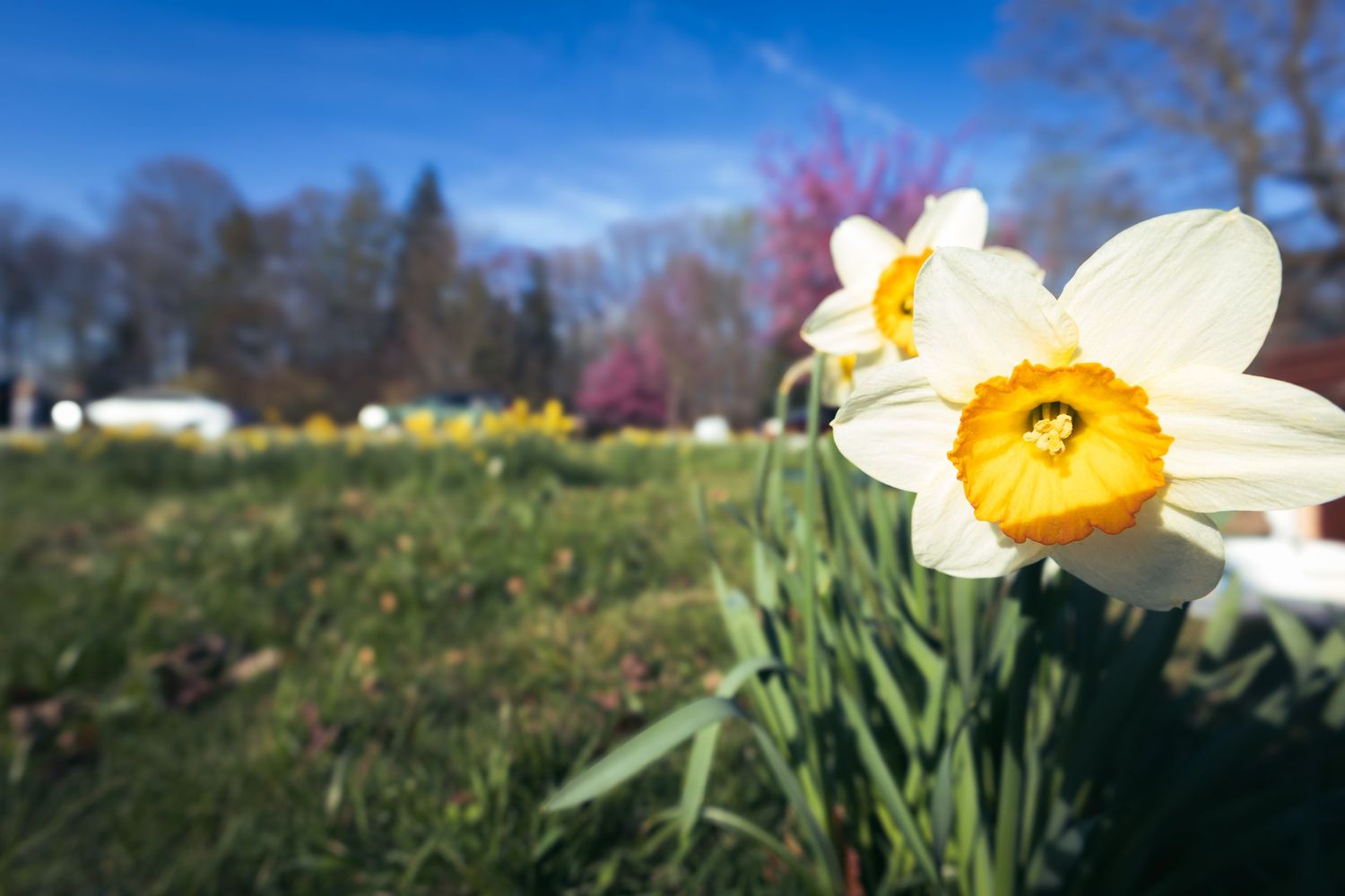 Close-up of white daffodils with yellow centers blooming in a spring garden.