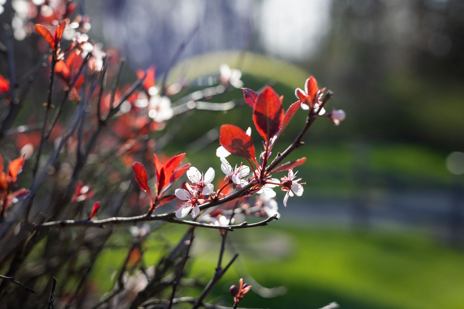 Red spring blossoms and white flowers bloom on branches with blurred background.