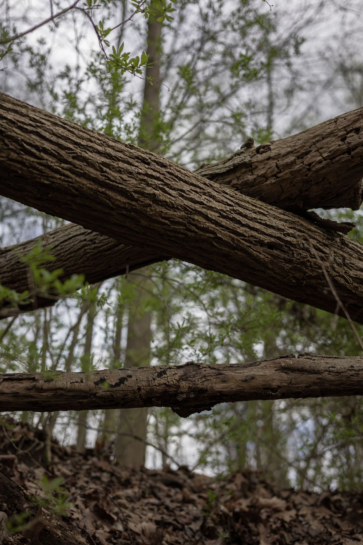Fallen tree trunks creating natural patterns in a misty forest setting.