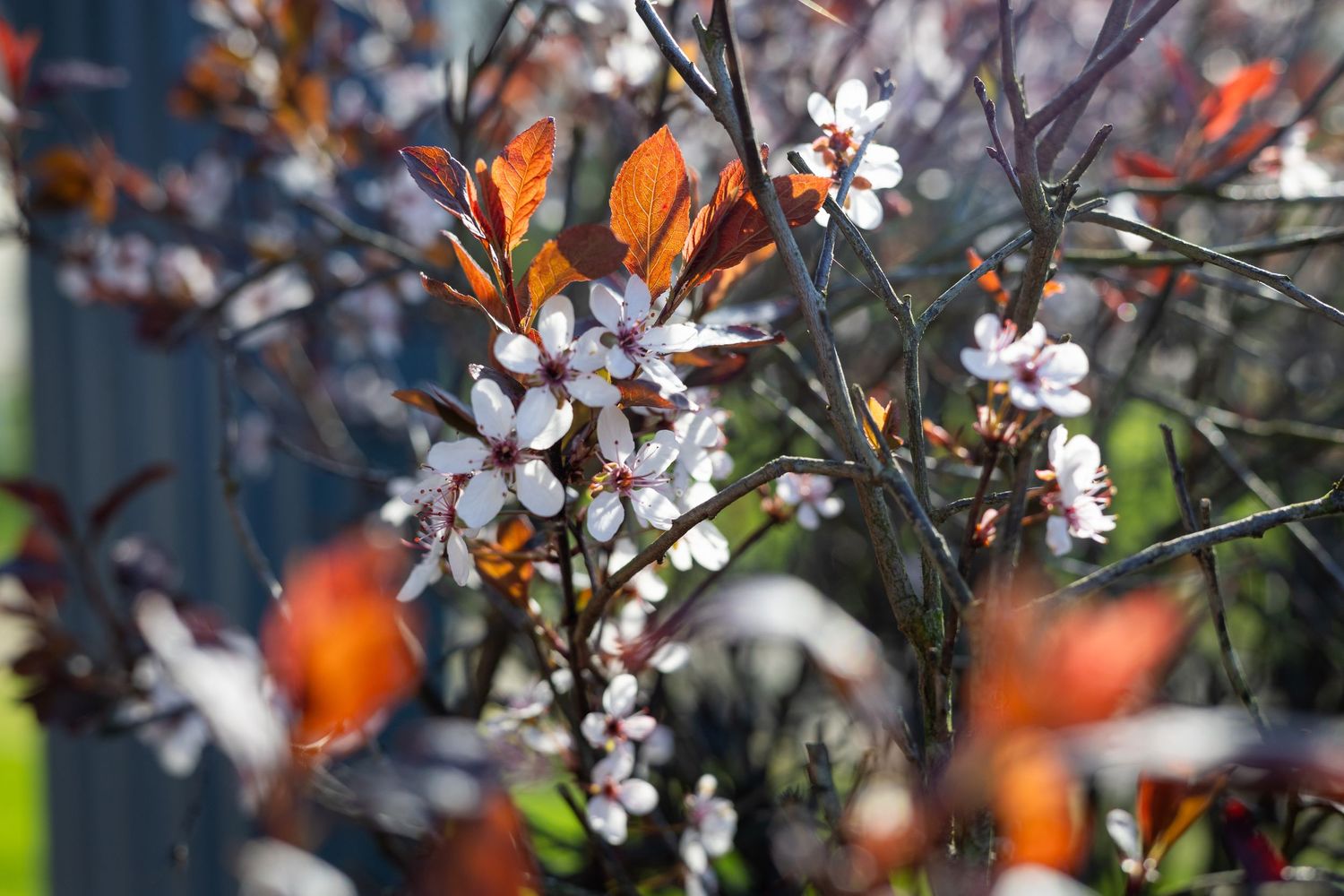 White cherry blossoms and orange leaves create contrast against dark background.
