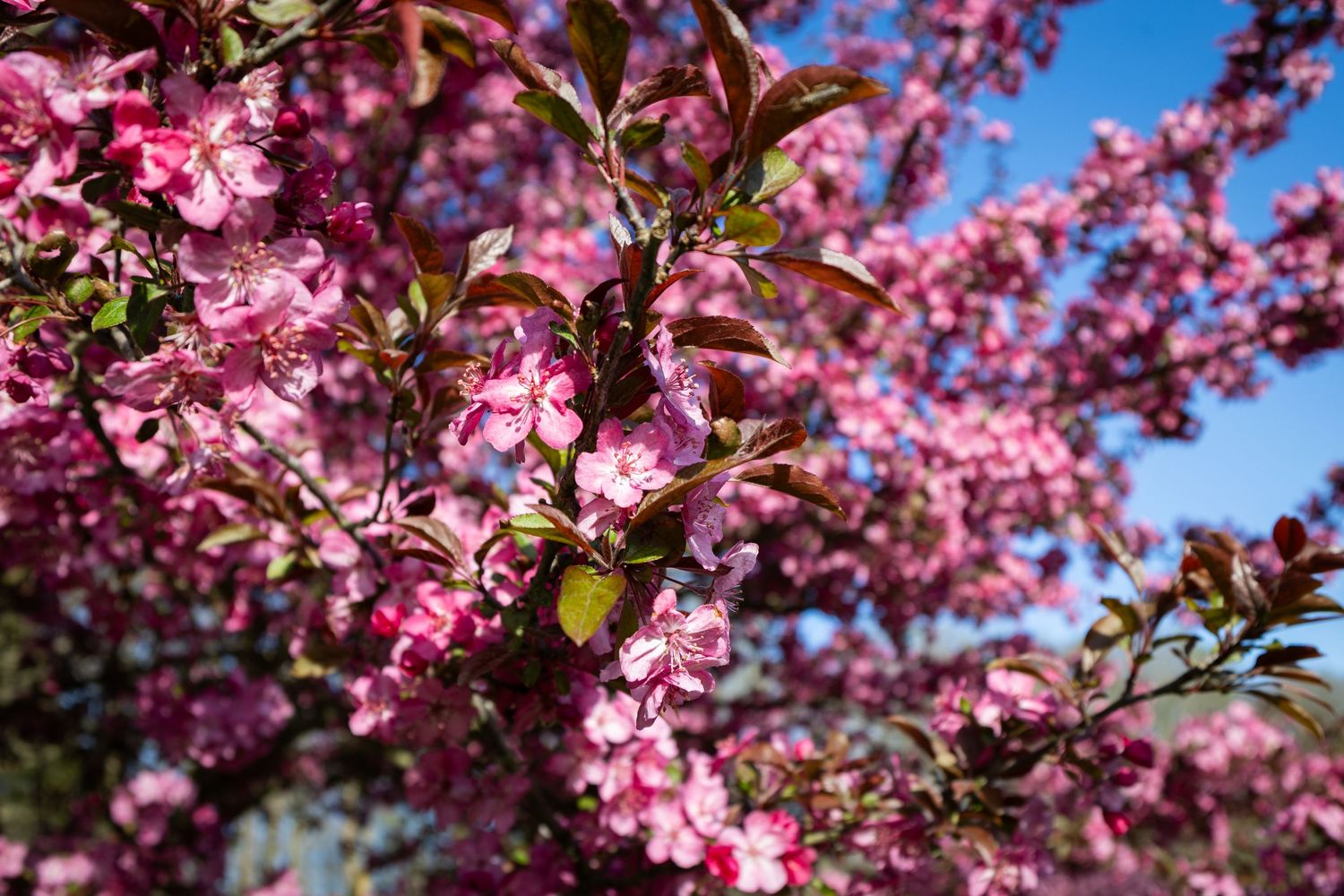Vibrant pink cherry blossoms in full bloom against a bright blue sky.