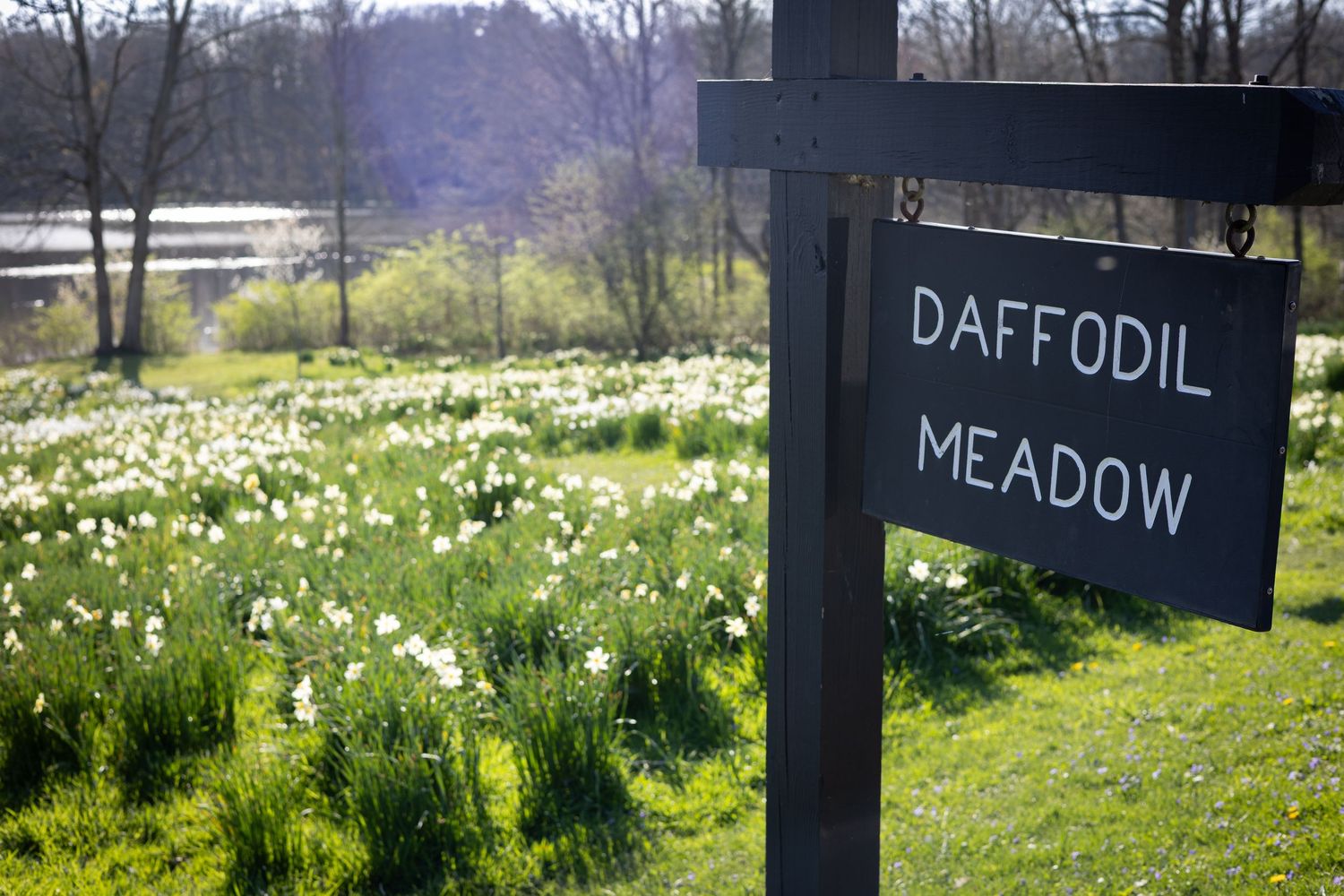 A field of blooming white daffodils with wooden signs marking a meadow trail.