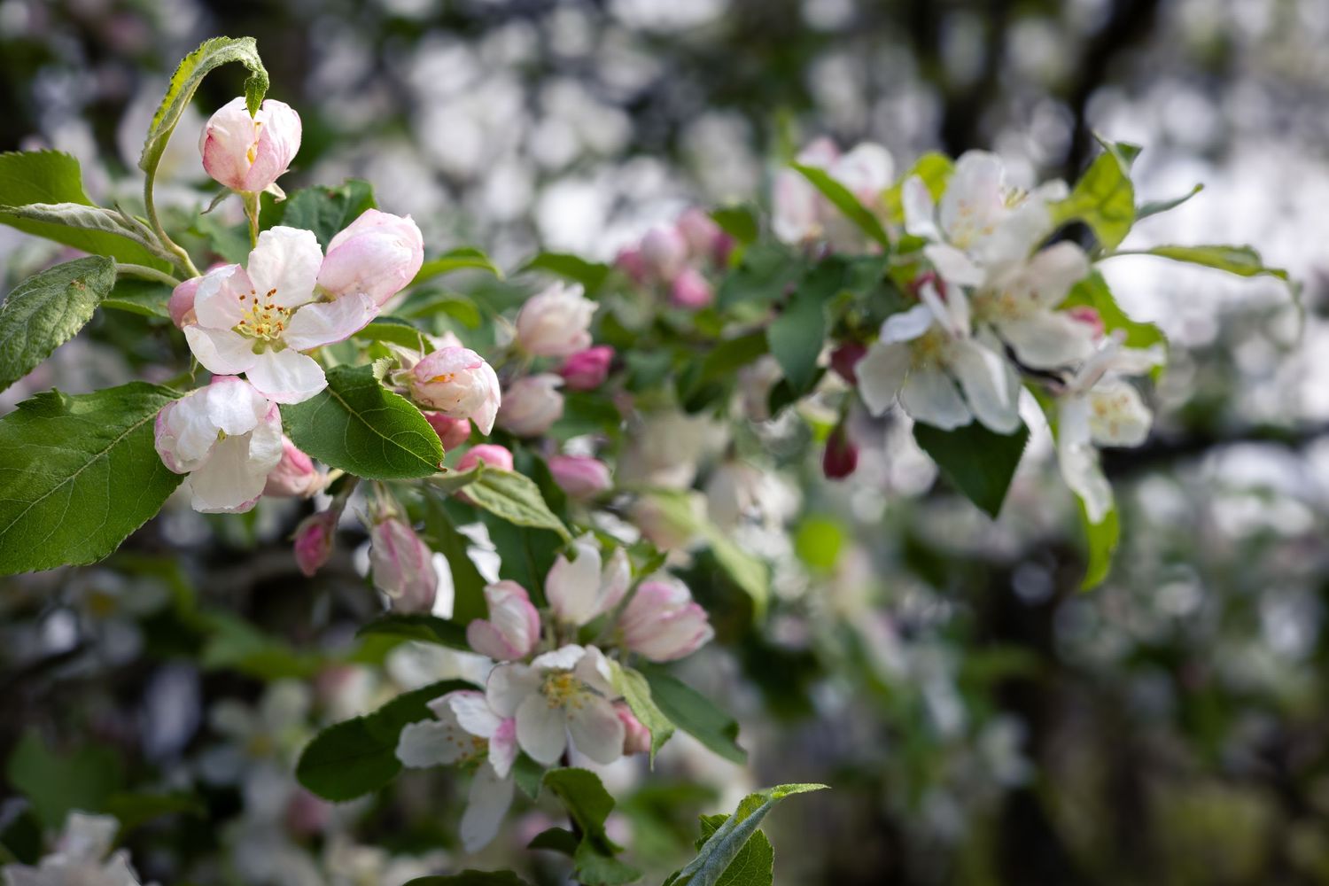Delicate pink and white apple blossoms blooming on branches in springtime.