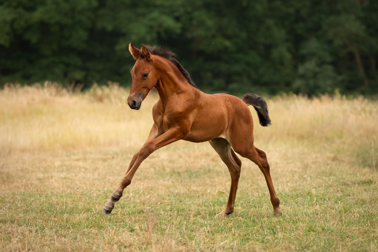 Young chestnut foal frolicking and playing in a green summer pasture.
