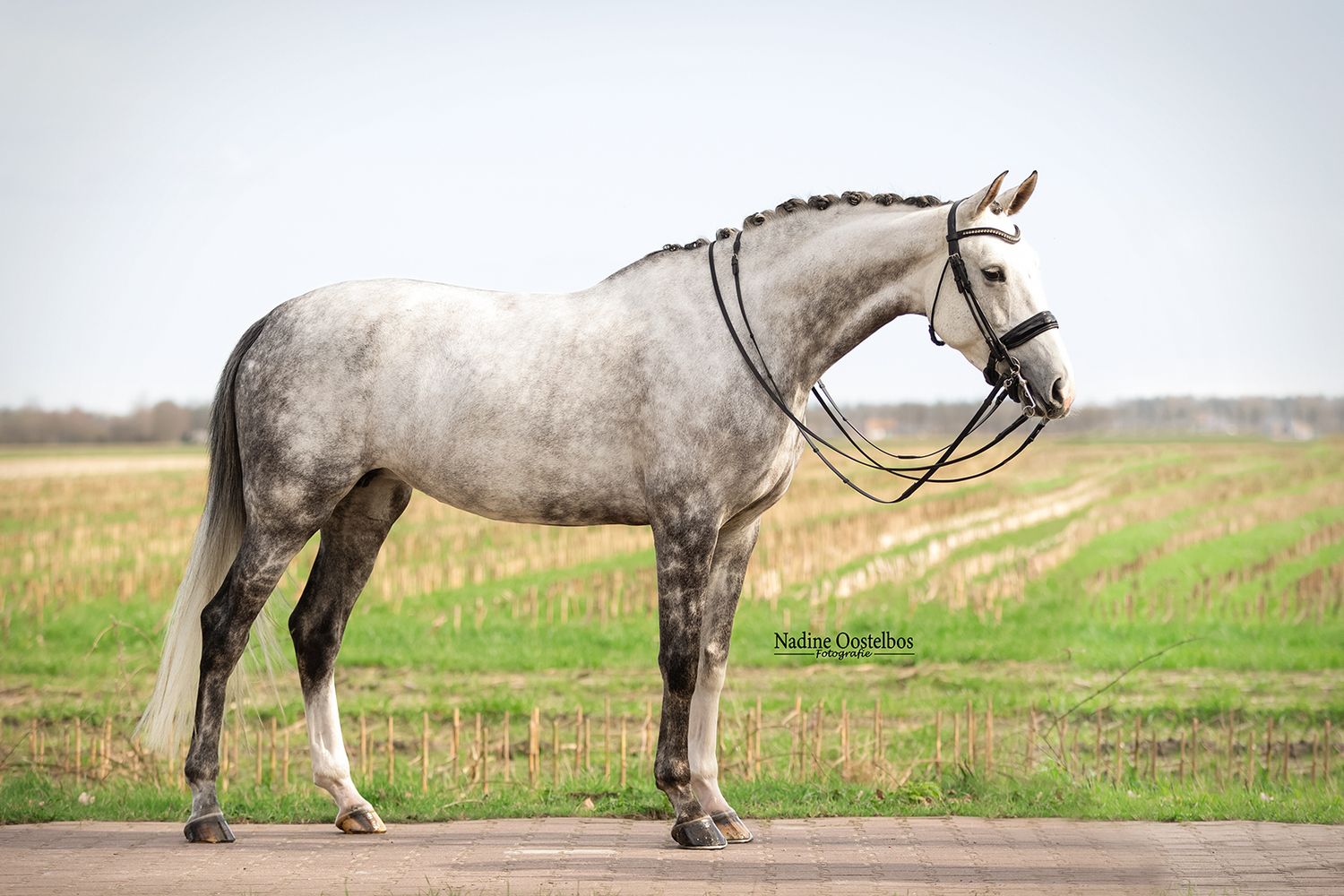 Paardenfotografie - Nadine Oostelbos Fotografie
