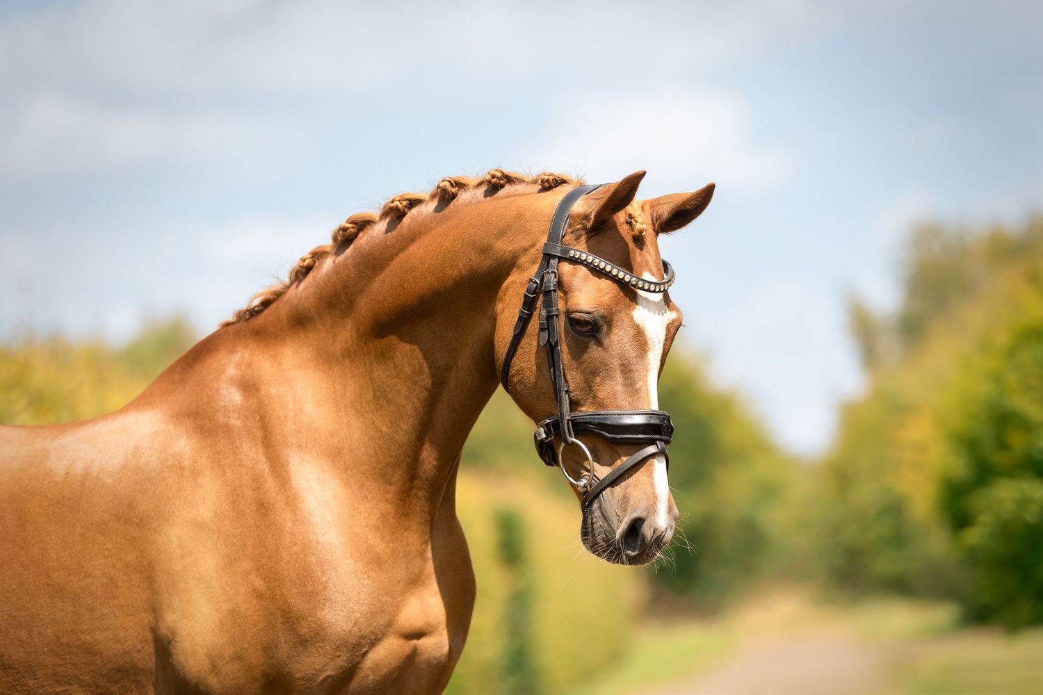 Paardenfotografie - Nadine Oostelbos Fotografie