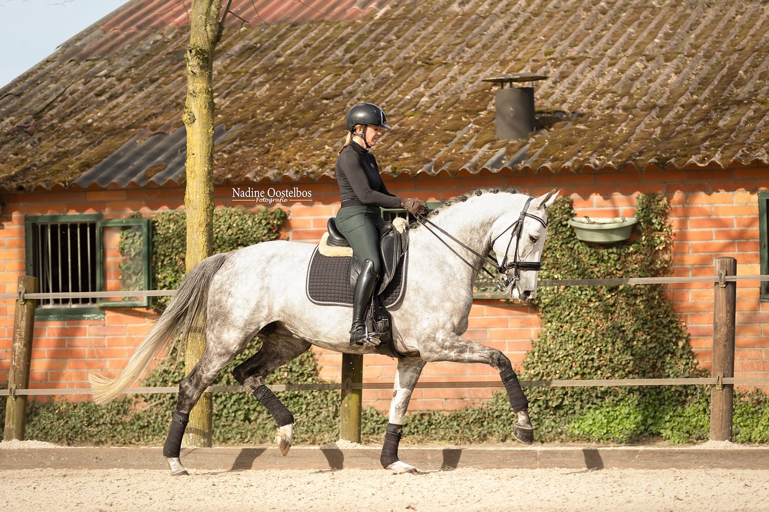 Paardenfotografie - Nadine Oostelbos Fotografie