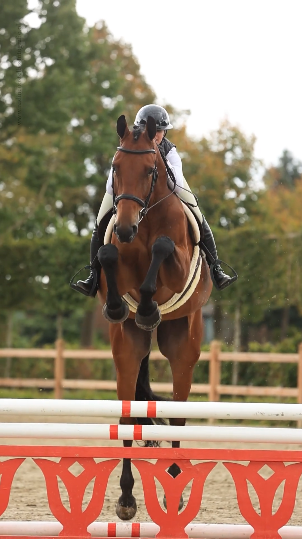 A rider in a black helmet jumps a bay horse over a red and white show jumping fence in an outdoor arena.