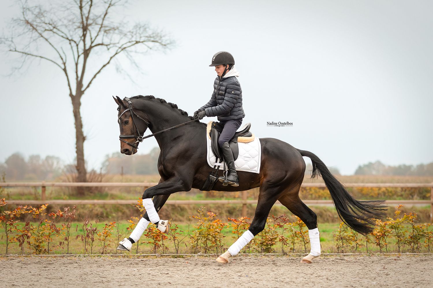 Paardenfotografie - Nadine Oostelbos Fotografie