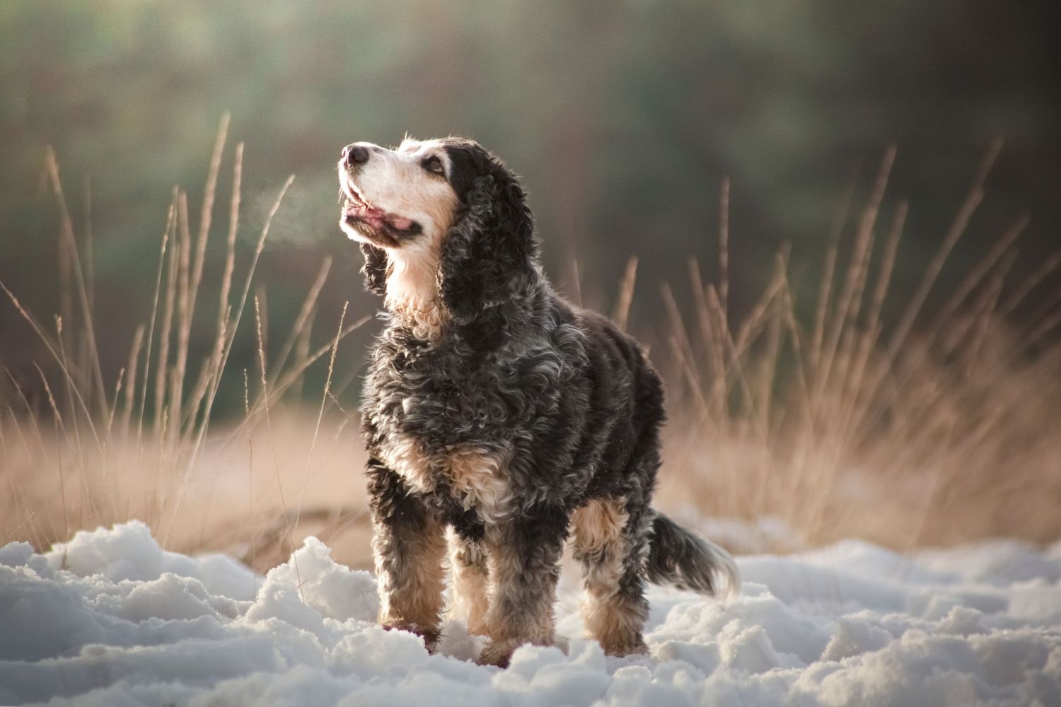 A fluffy Bernese Mountain Dog stands proudly in deep snow with tall grasses in the background.