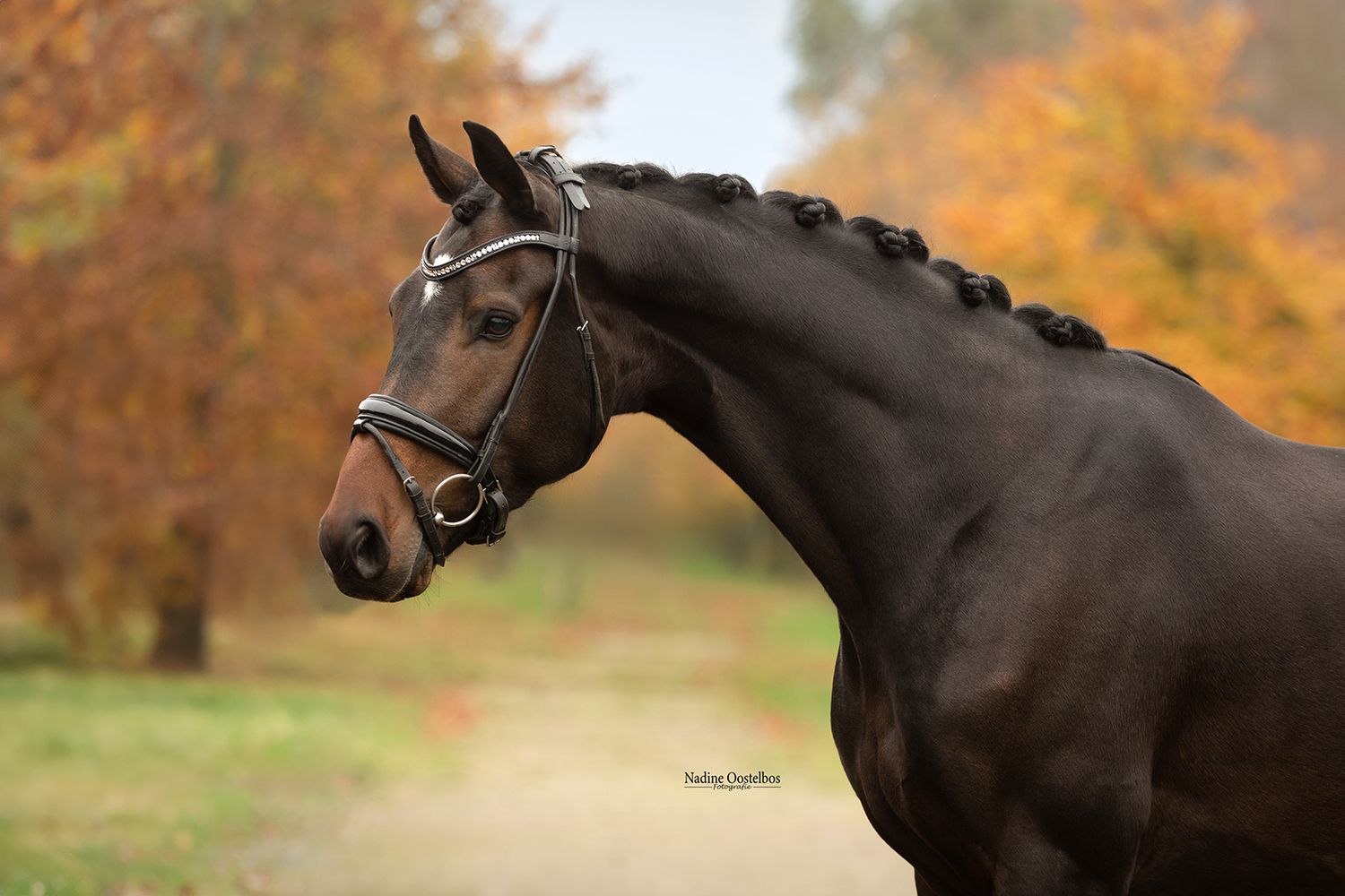 Paardenfotografie - Nadine Oostelbos Fotografie