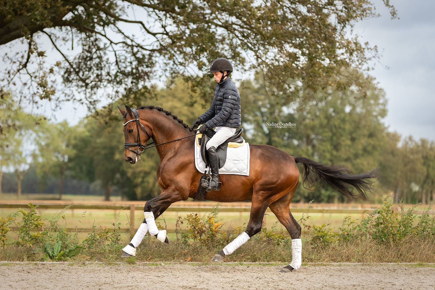 Paardenfotografie - Nadine Oostelbos Fotografie