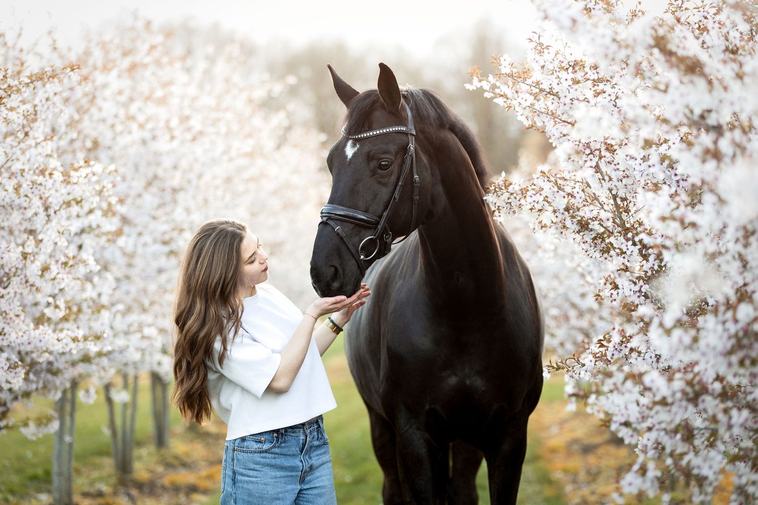Young woman in white shirt bonding with a dark bay horse among blooming white cherry blossom trees.