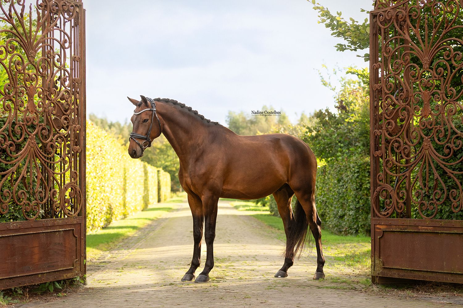 Paardenfotografie - Nadine Oostelbos Fotografie