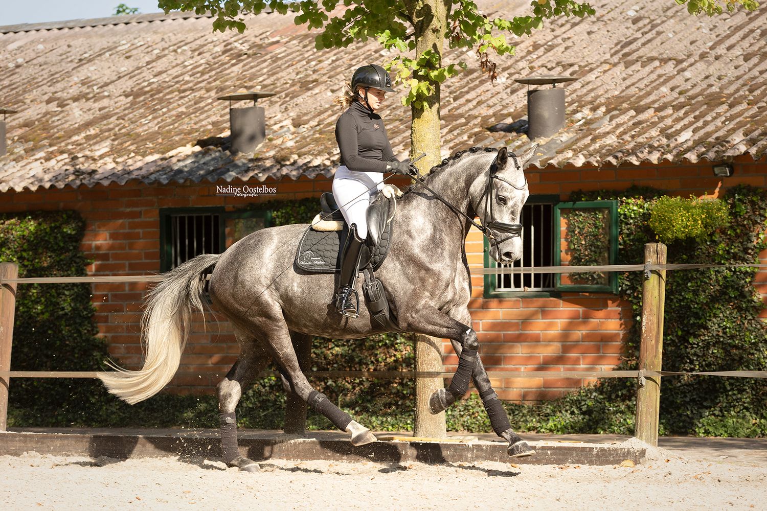 Paardenfotografie - Nadine Oostelbos Fotografie