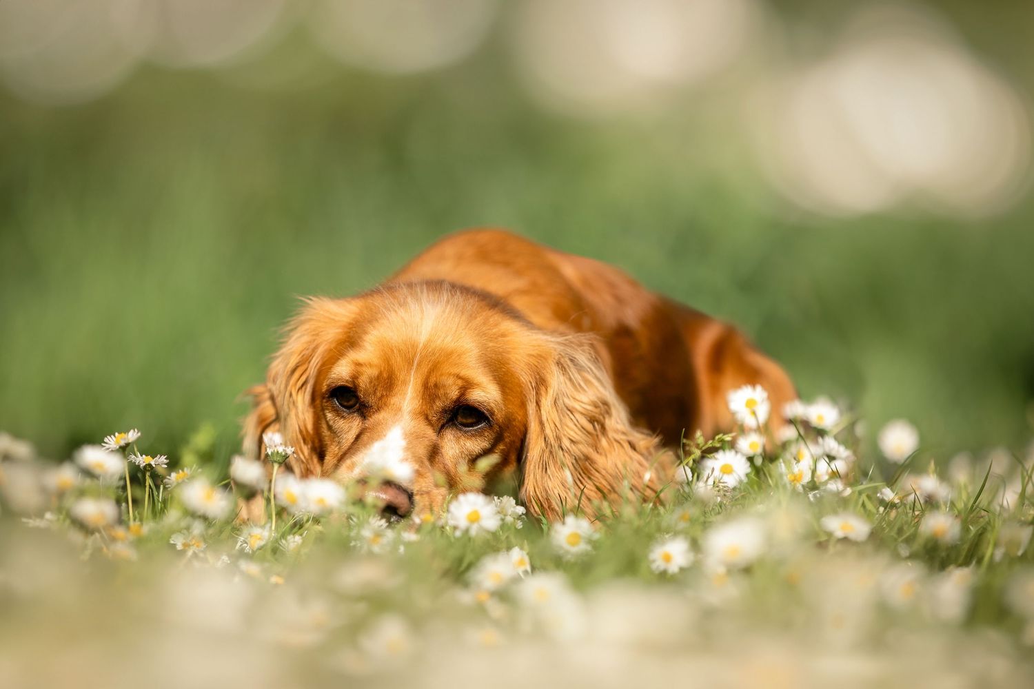 A cocker spaniel dog with golden fur rests peacefully among blooming white daisies in a spring meadow.