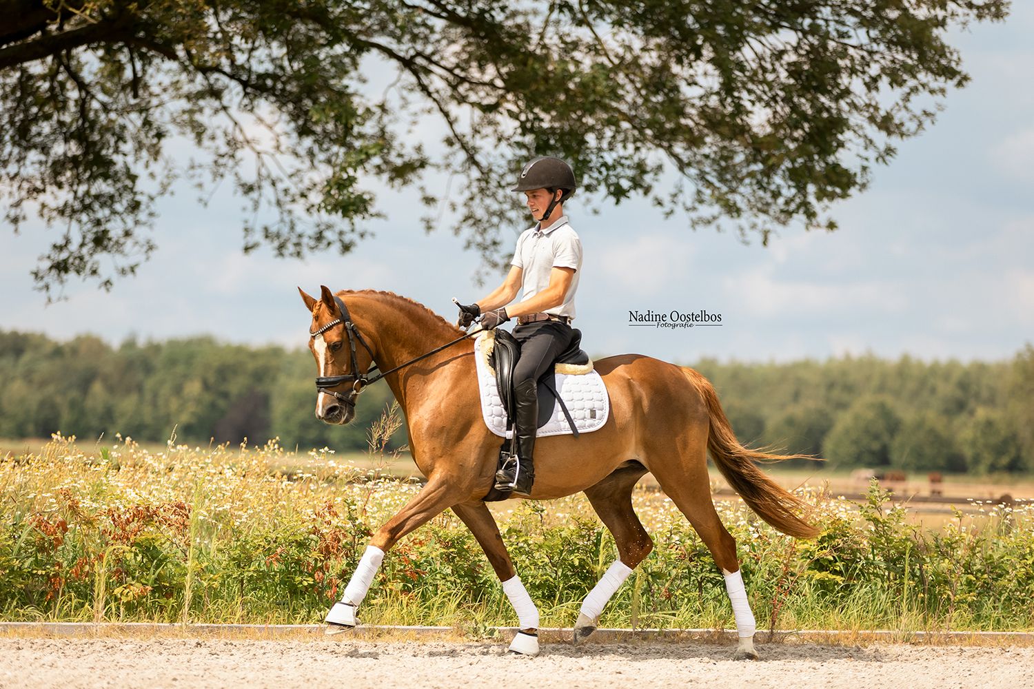 Paardenfotografie - Nadine Oostelbos Fotografie