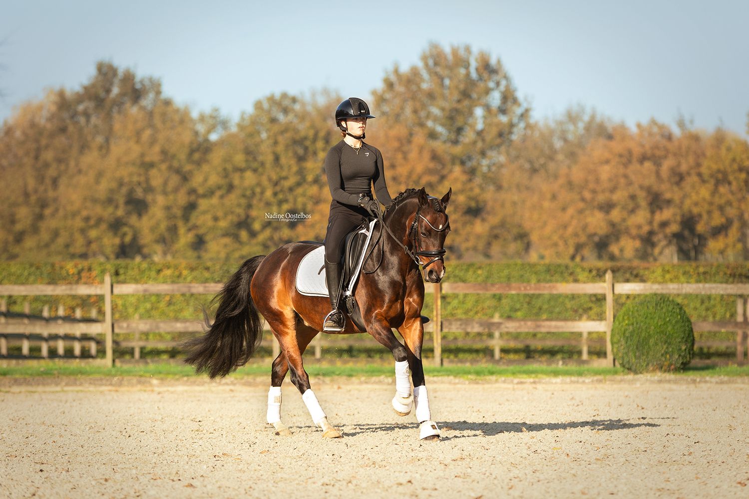 Paardenfotografie - Nadine Oostelbos Fotografie