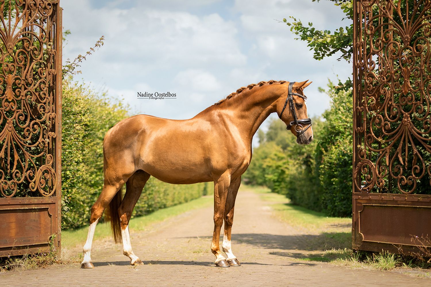 Paardenfotografie - Nadine Oostelbos Fotografie