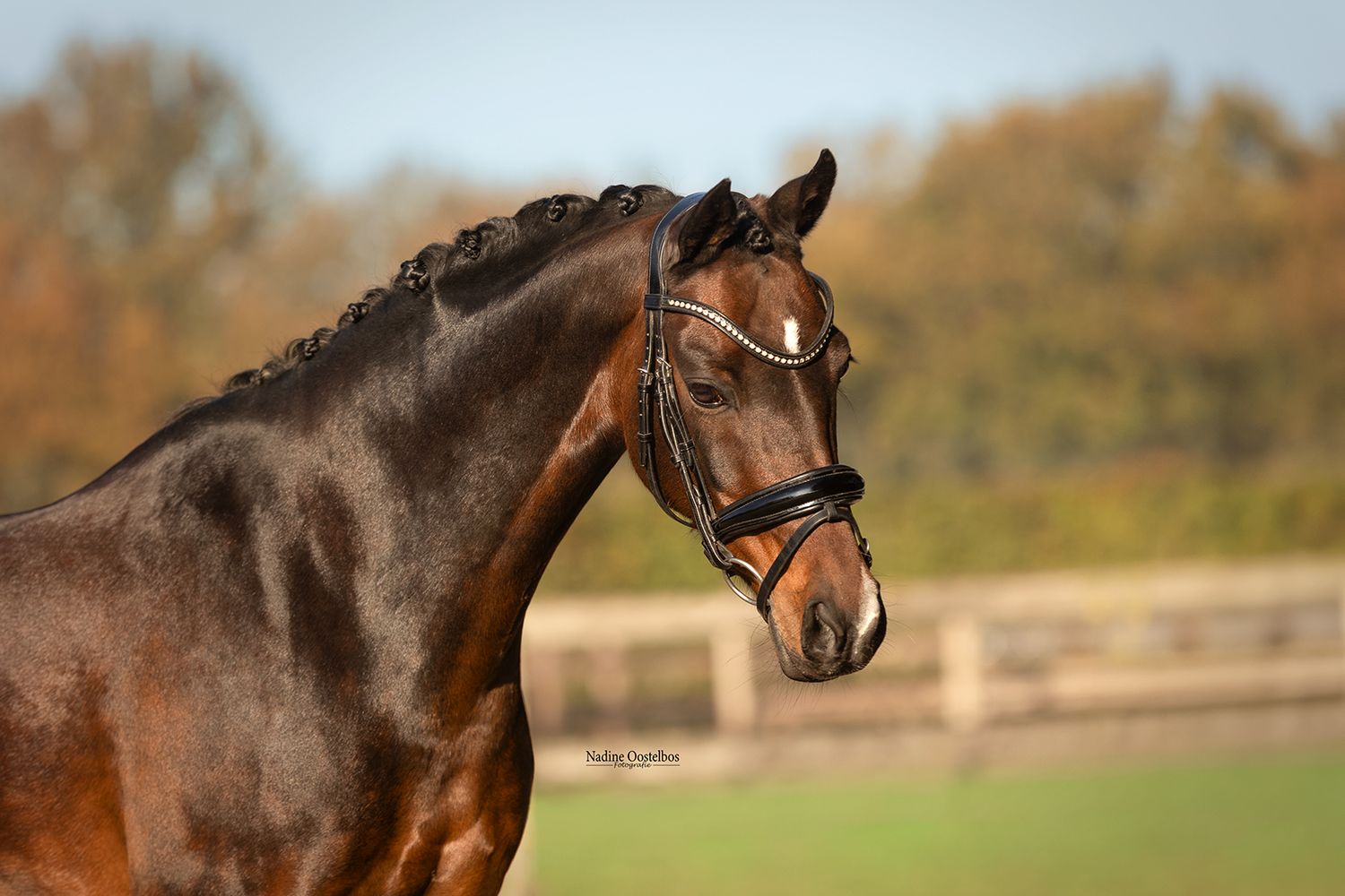 Paardenfotografie - Nadine Oostelbos Fotografie