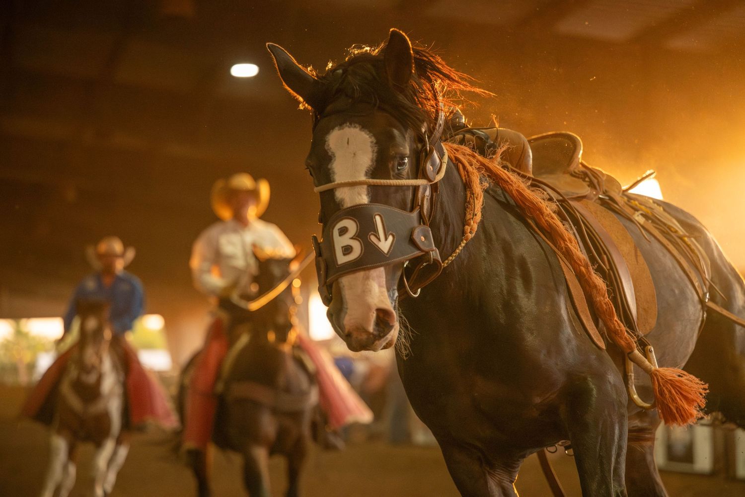 A dark horse with riding gear stands in warm indoor lighting while riders practice in the background at an arena.