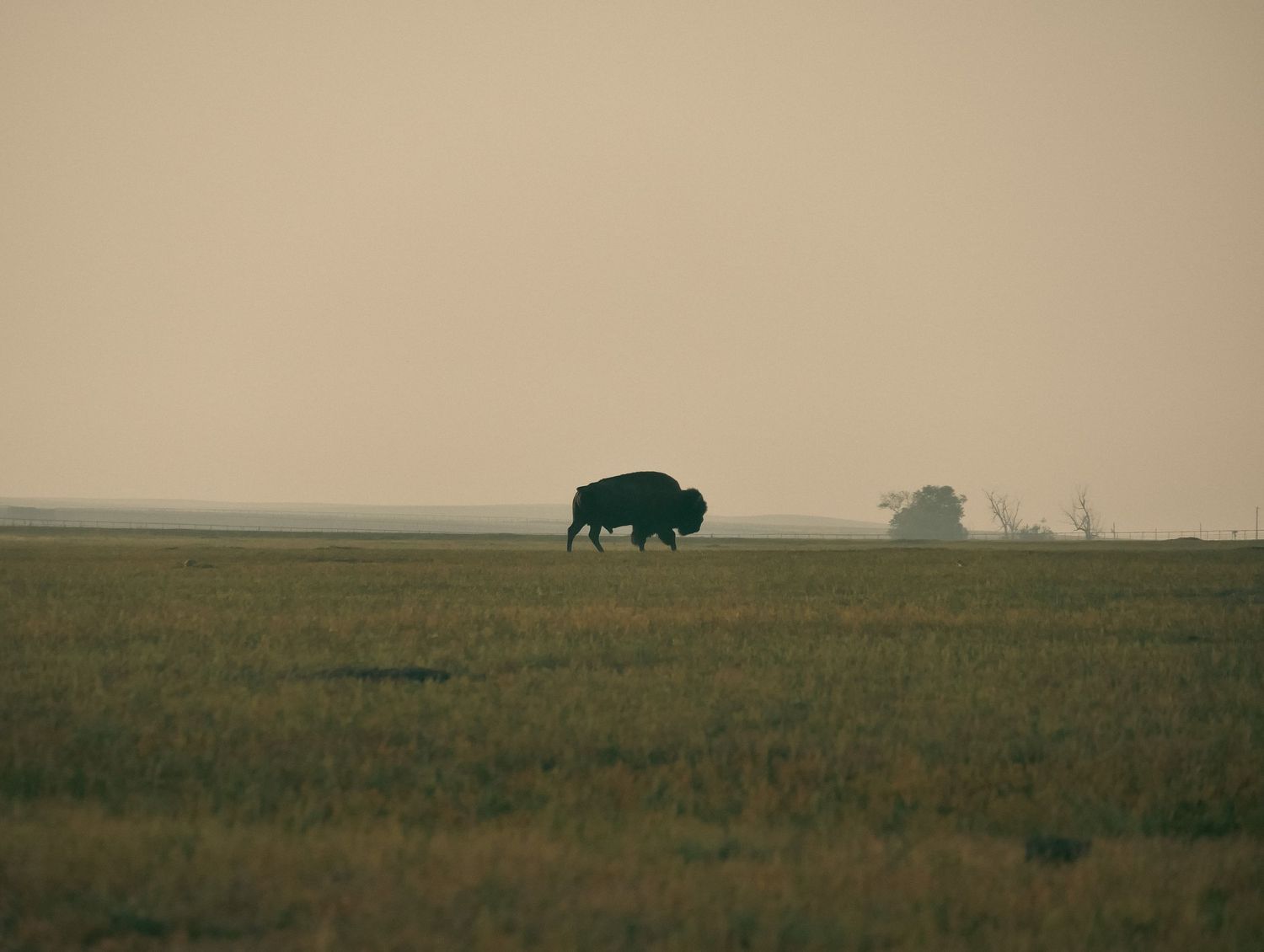 A bison crosses gaze. Bison preserver near the Badlands in South Dakota, USA. © Jack Curtis Photography.