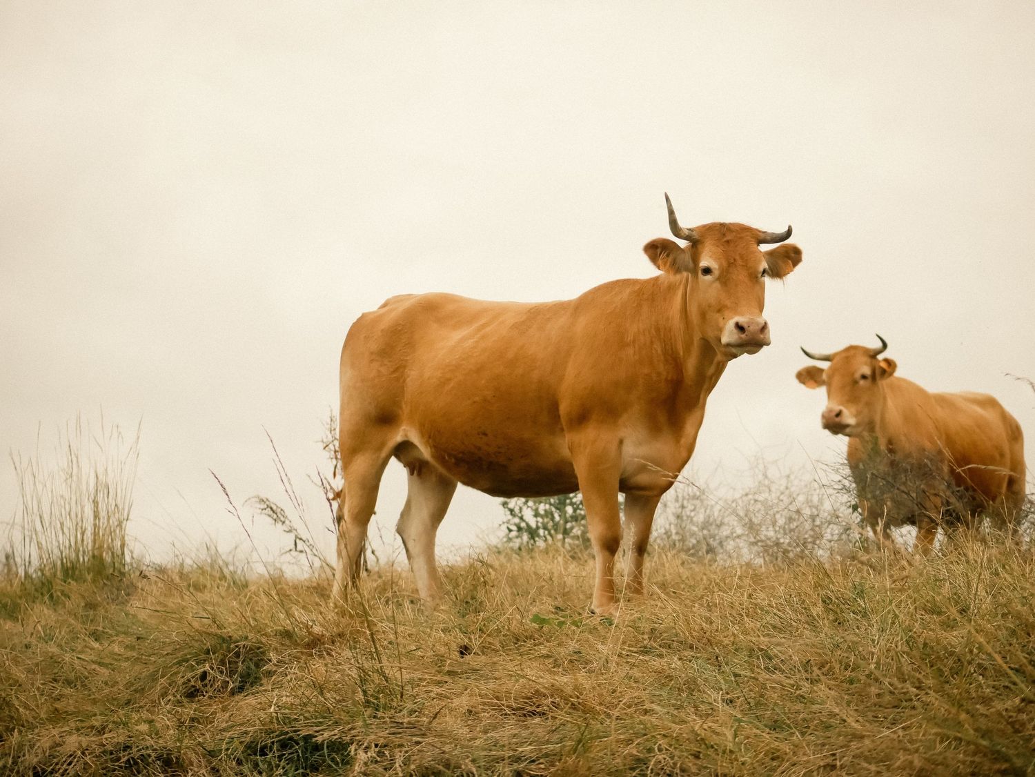 Happy brown cows. At Amigos Surf Camp in Comillas, Spain during Summer 2023.  © Jack Curtis Photography.