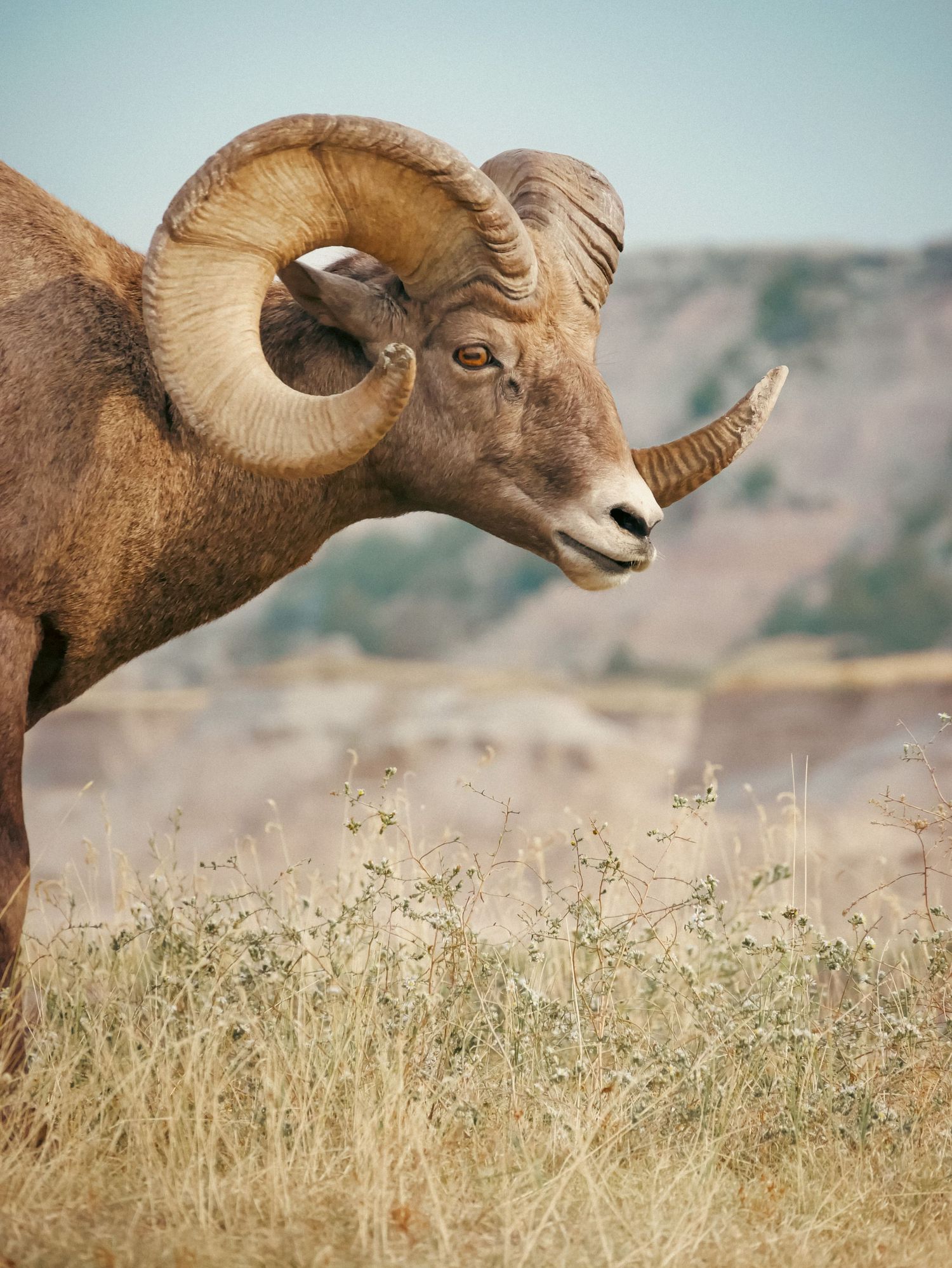 My curly horned nature companion. Big Horn Sheep near the Badlands in South Dakota, USA. © Jack Curtis Photography.