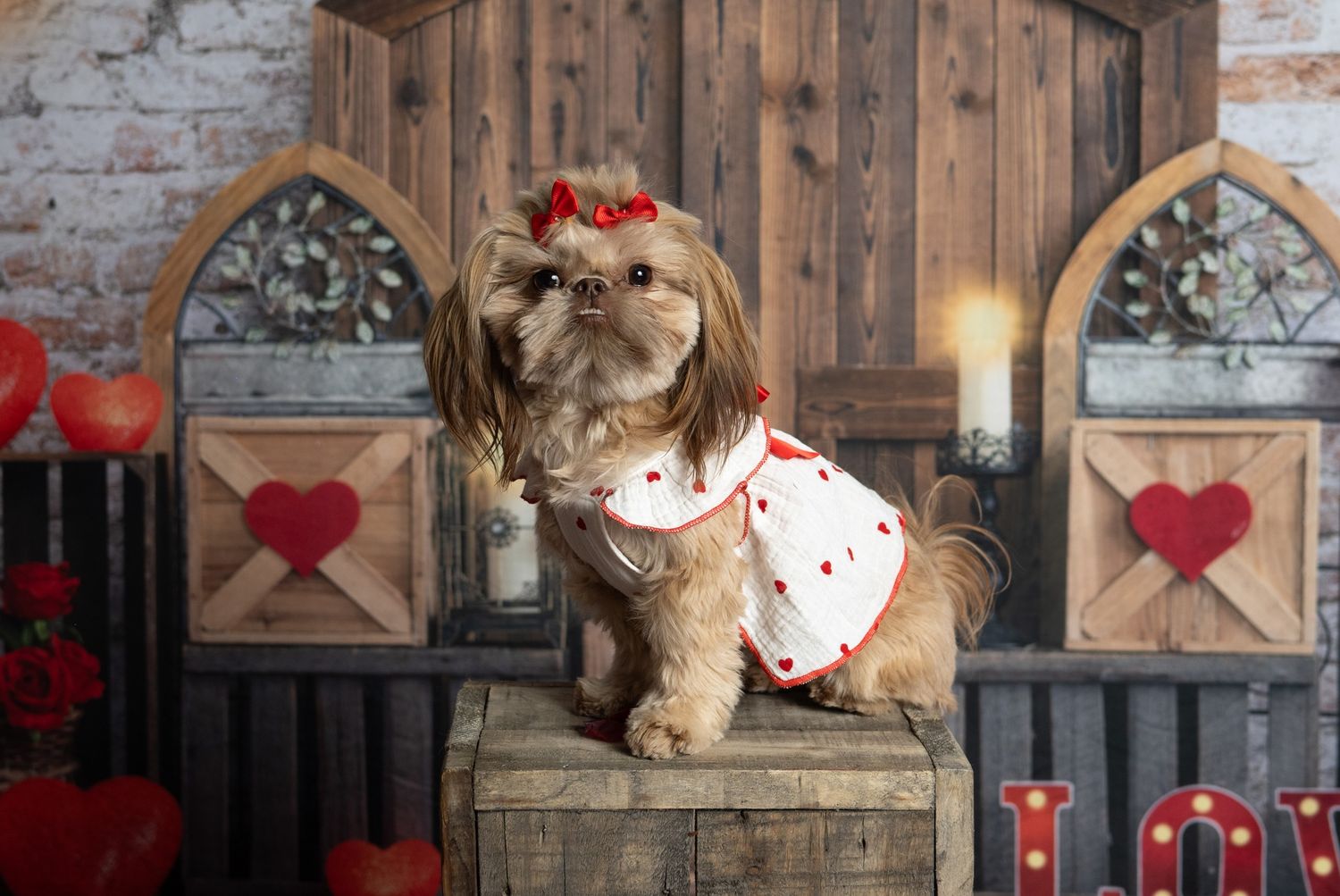 Adorable  shih tzu puppy wearing Valentine's themed outfit sits on wooden crate with hearts in background.