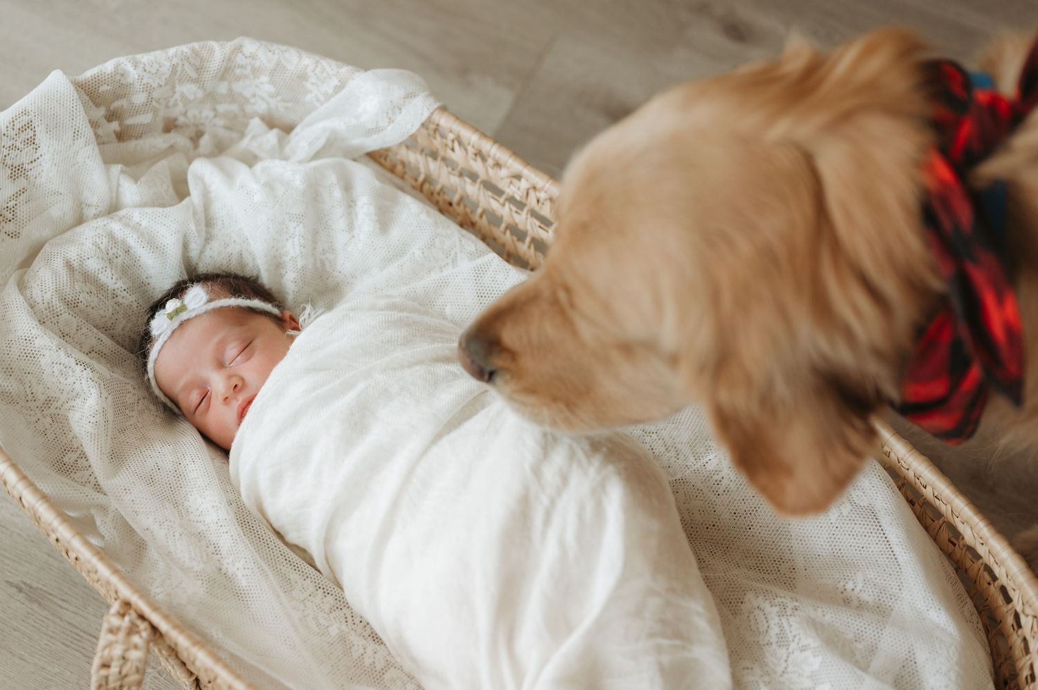 In-home lifestyle newborn family photography session, dog and baby