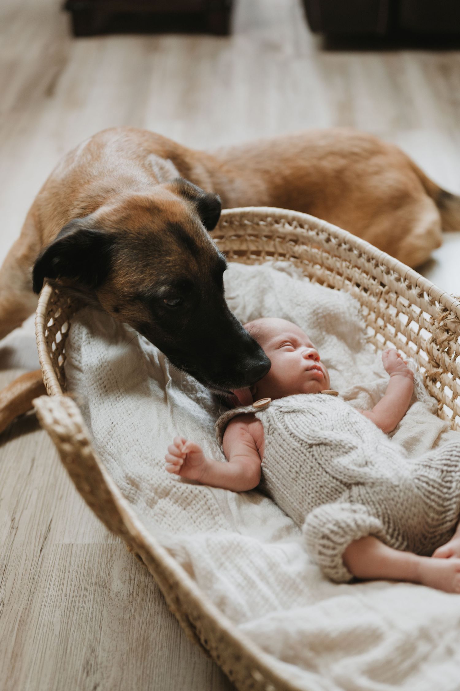 In-home lifestyle newborn family photography session. Dog and baby love