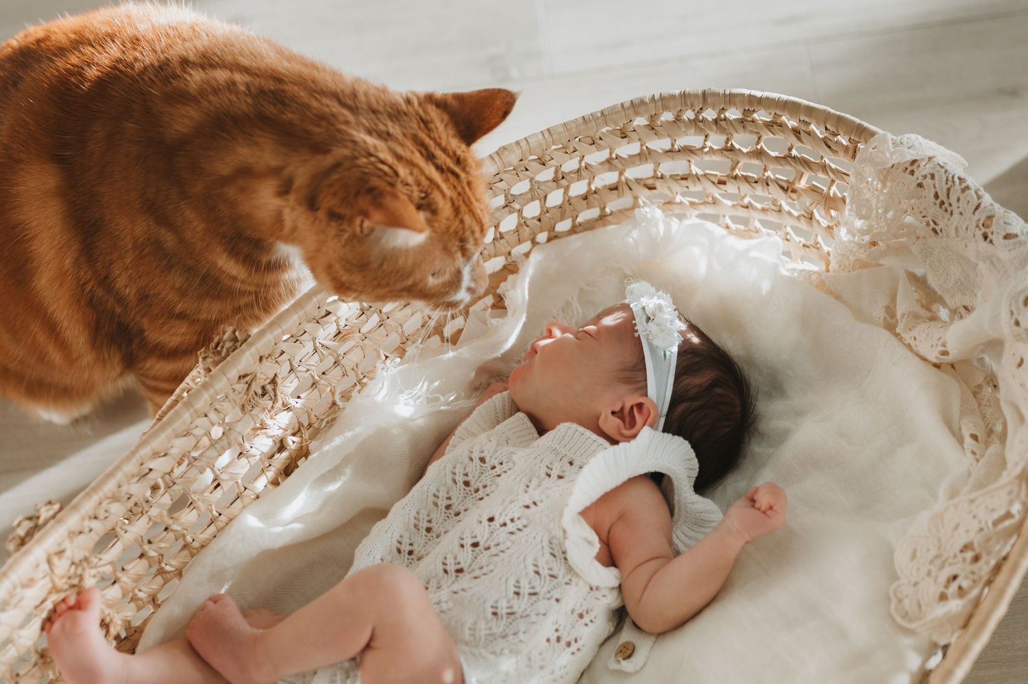 In-home lifestyle newborn family photography session, cat and baby