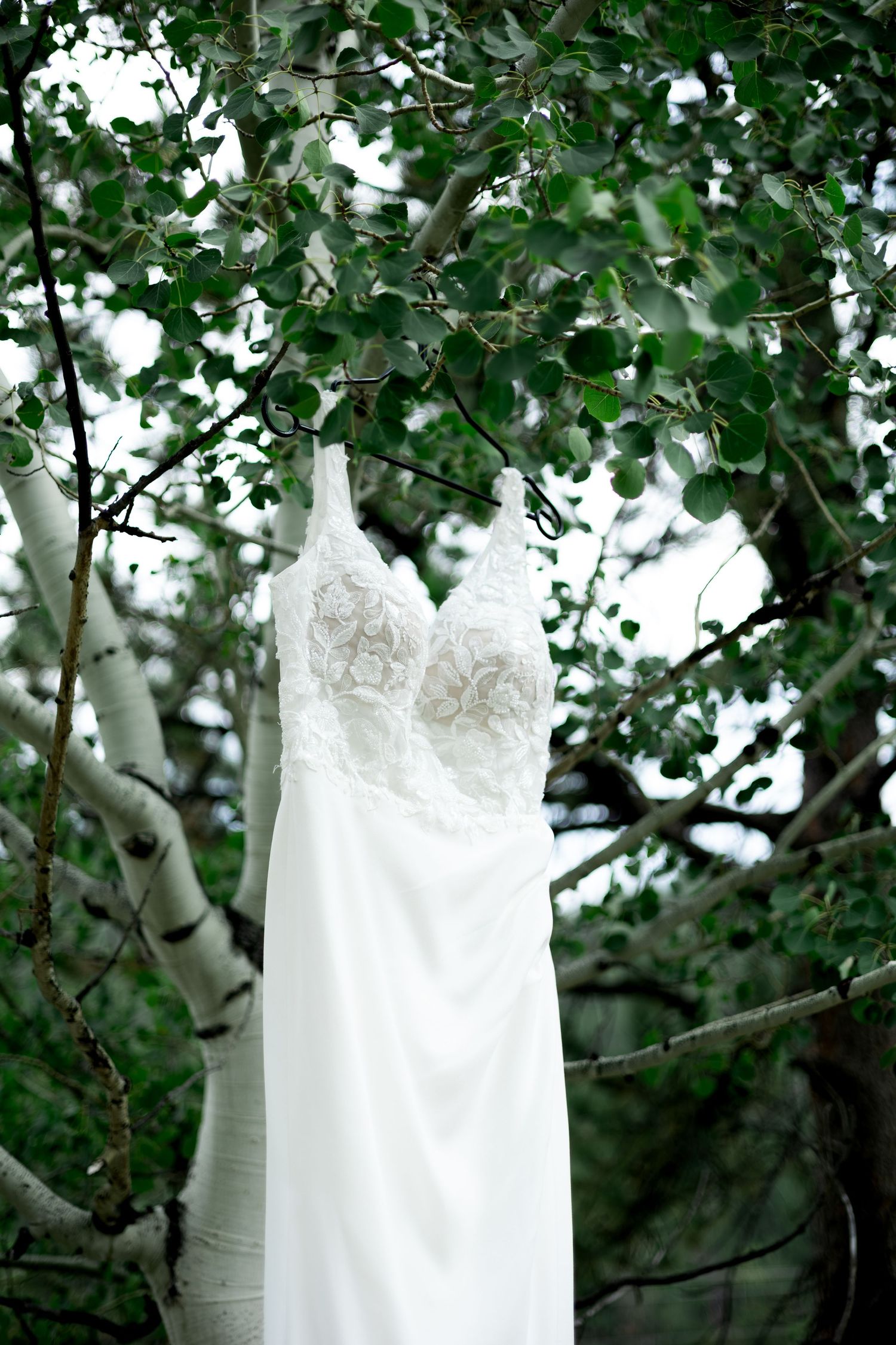 White lace wedding dress hanging elegantly from a birch tree branch against lush green summer foliage.