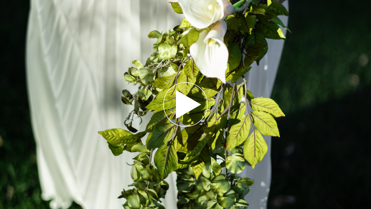 White roses and green ivy garland draped on a wedding arch in sunlight.