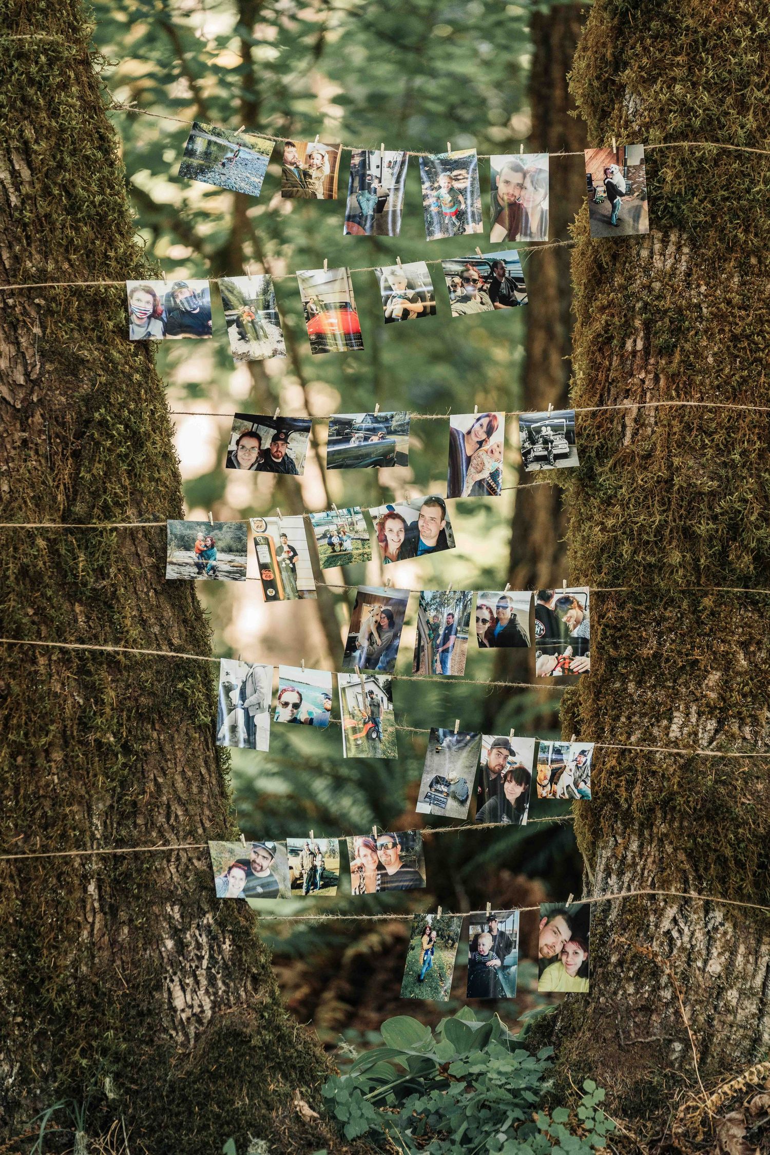 Strings of printed photographs of friends and family hang between two moss-covered tree trunks in a forest setting.