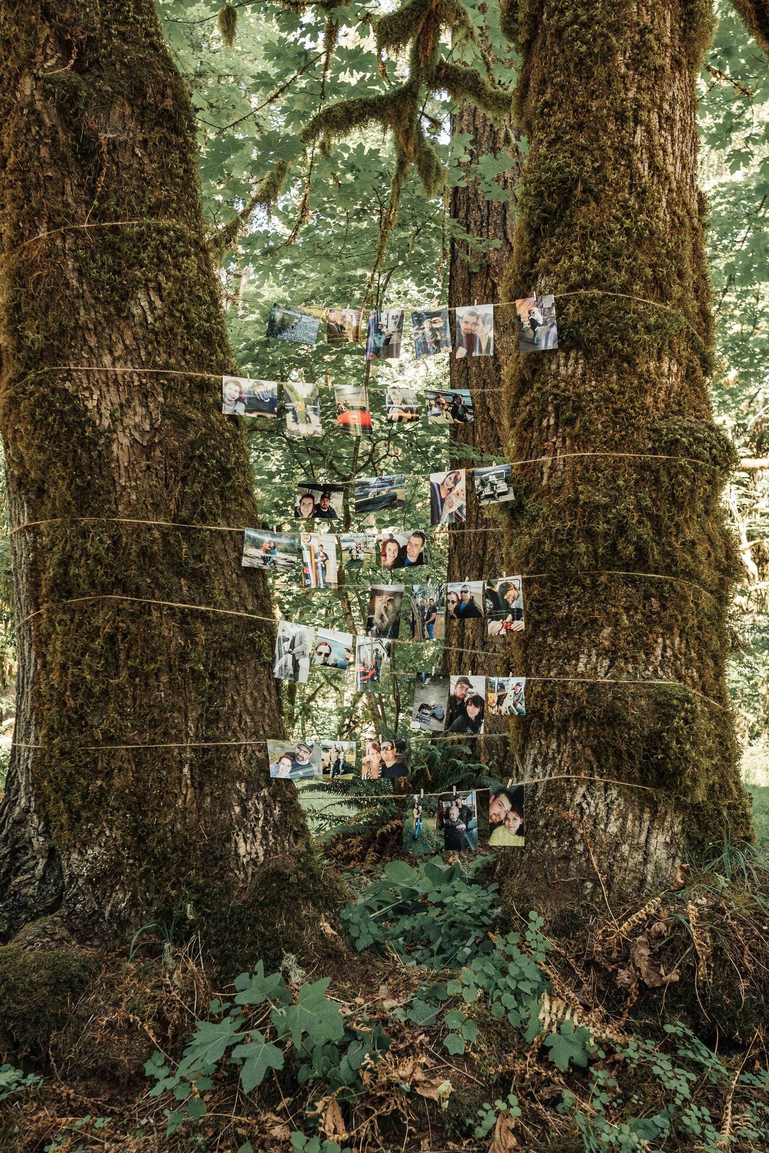 Dozens of photographs clipped to twine strung between two moss-covered tree trunks in a lush green forest.