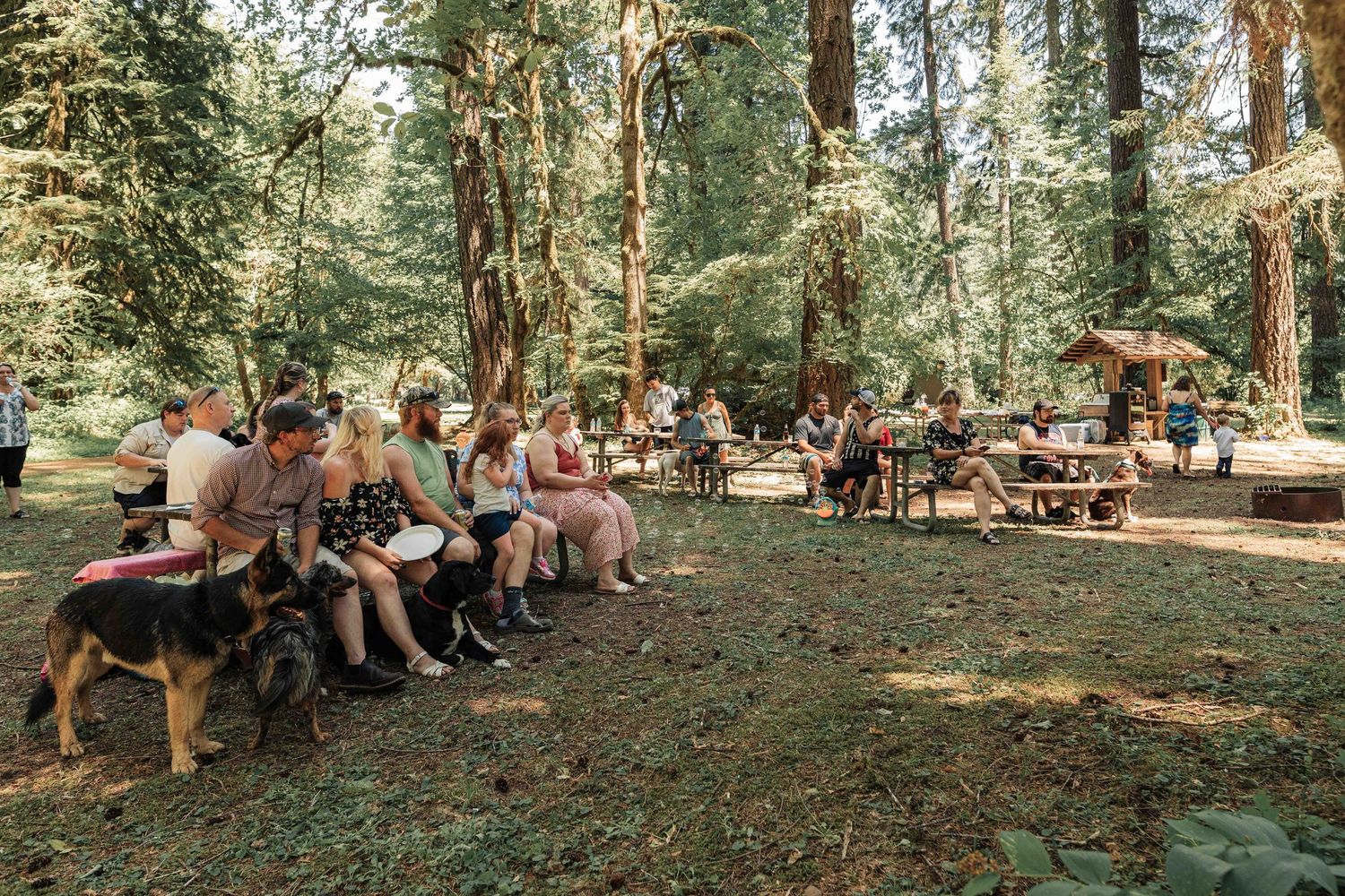 Wedding guests sit on benches in a sunlit forest clearing watching the ceremony, with a German Shepherd dog lying in the foreground.