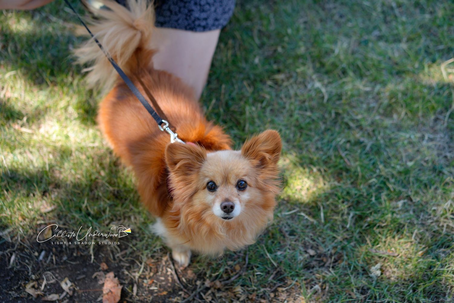 Small fluffy orange and white Pomeranian-style dog on a leash looks up at the camera while standing on sunlit grass.