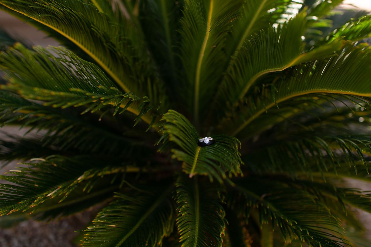 Detail shot of vibrant green palm fronds in natural lighting.