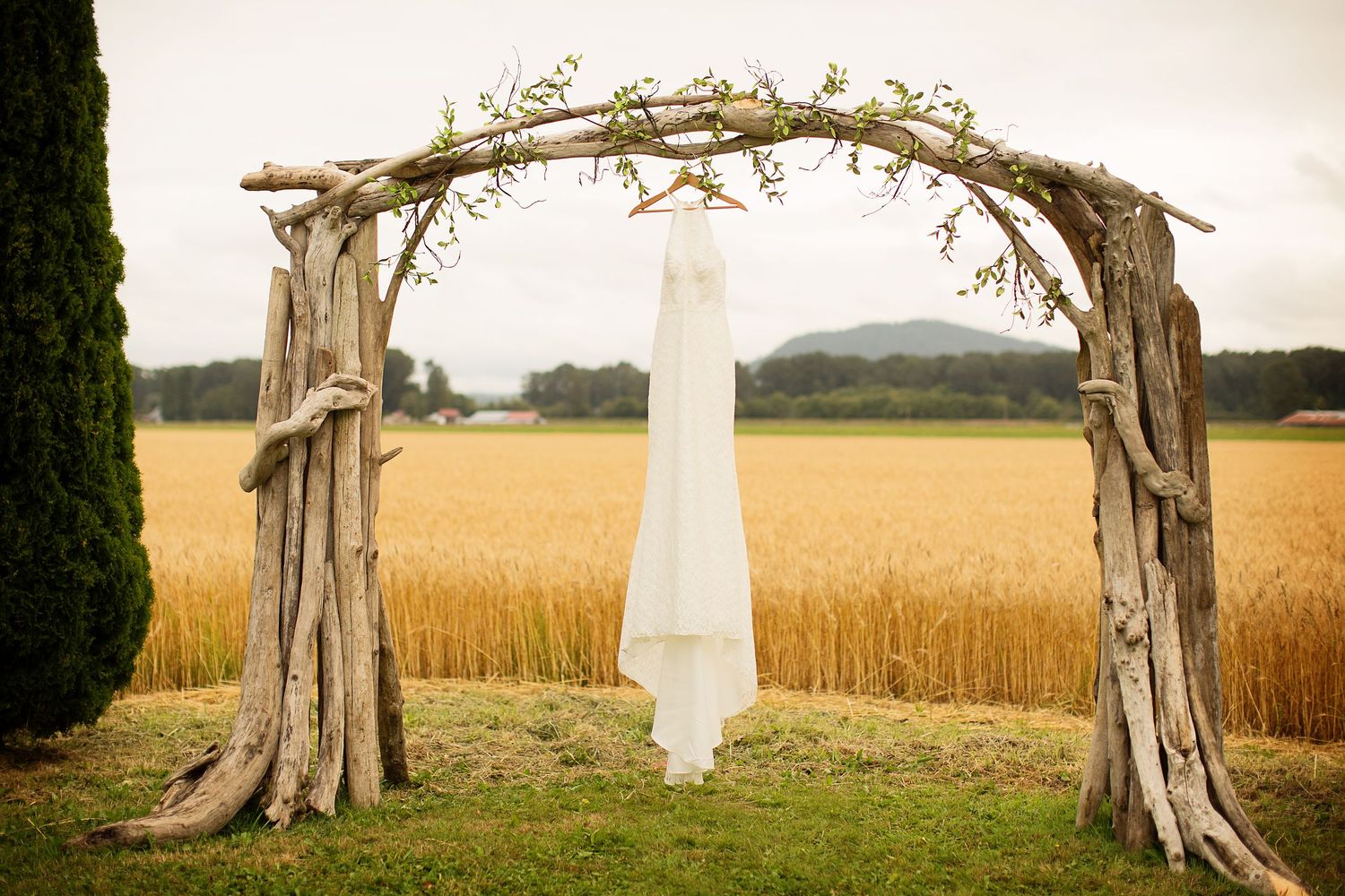 Rustic wooden wedding arch decorated with vines stands in a golden wheat field.