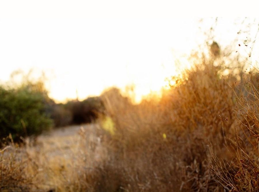 Sunlit field with tall dry grass and brush at golden hour.