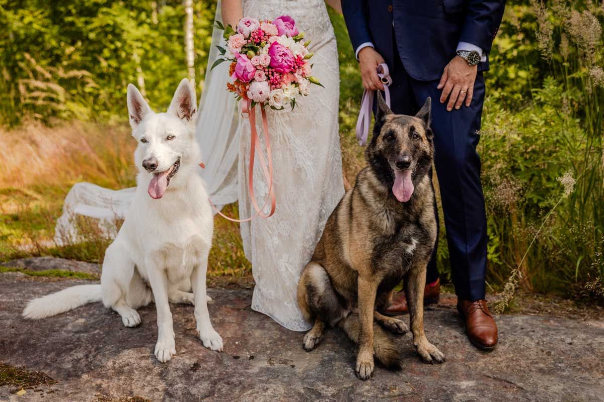Hääparin koirat mukana potrettikuvassa. Kuva on rajattu pelkästään koiriin, taustalla näkyy hääparin jalat ja hääkimppu. Koirat on hihnassa.